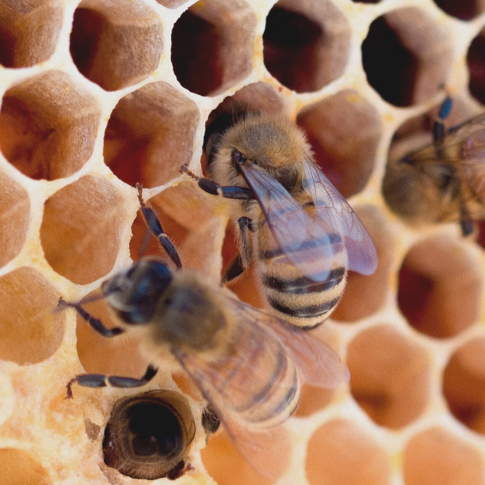 Wie die Natur die Technik inspiriert