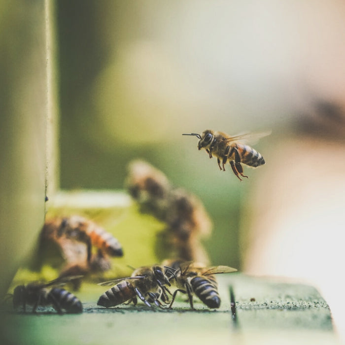 Wie Bienen miteinander kommunizieren