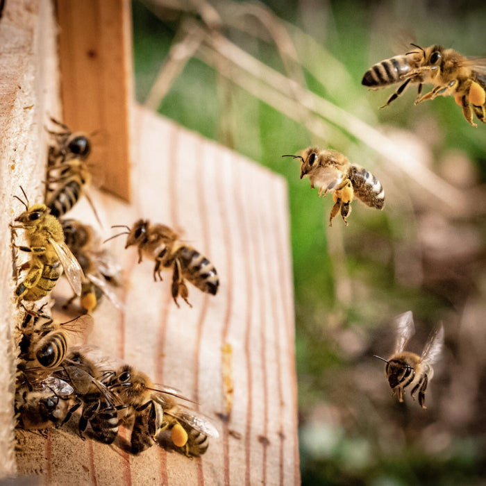 Bienen im Flug