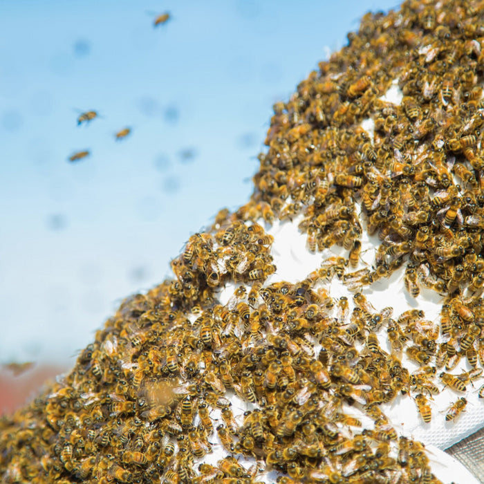 Wenn Bienen schwärmen