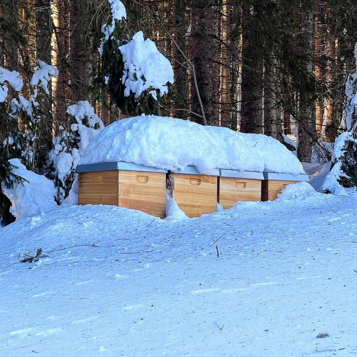 Das Leben einer Winterbiene