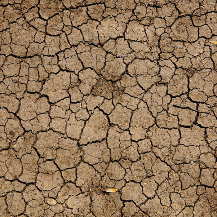 Wie sich der Klimawandel auf die Ökosysteme auswirkt