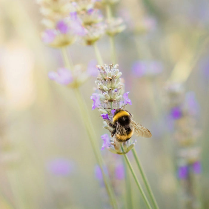 Wie Wildbienen überwintern