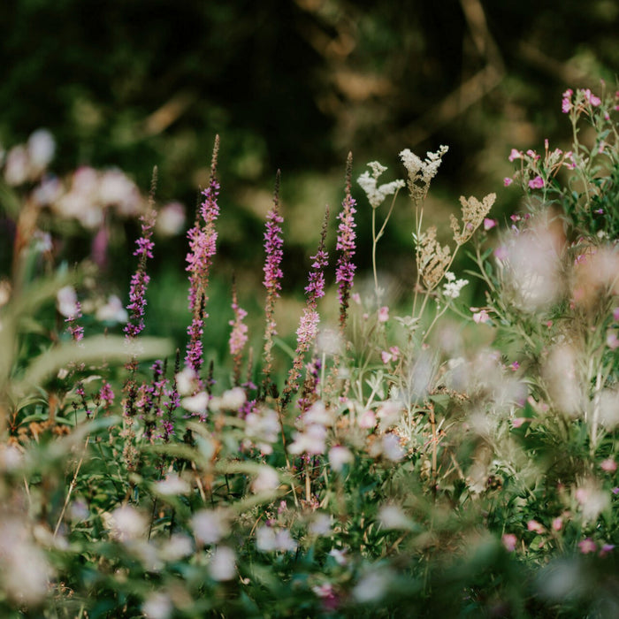 Mit Wildblumen ein Bienenparadies erschaffen