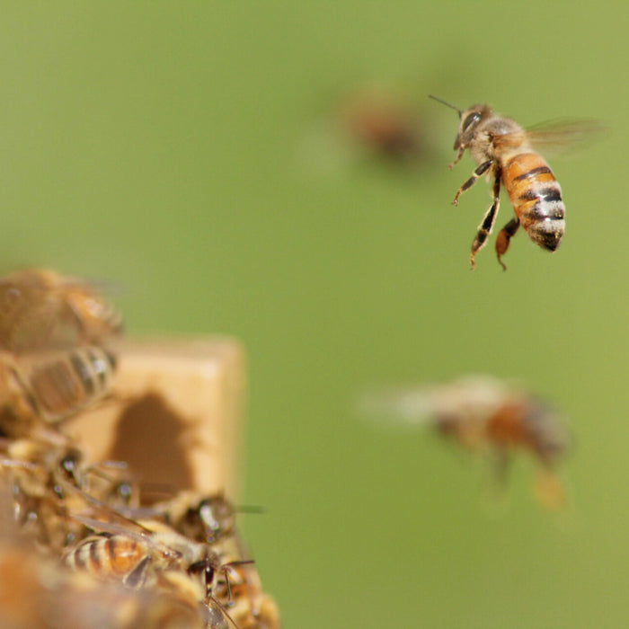 Wie Bienen navigieren