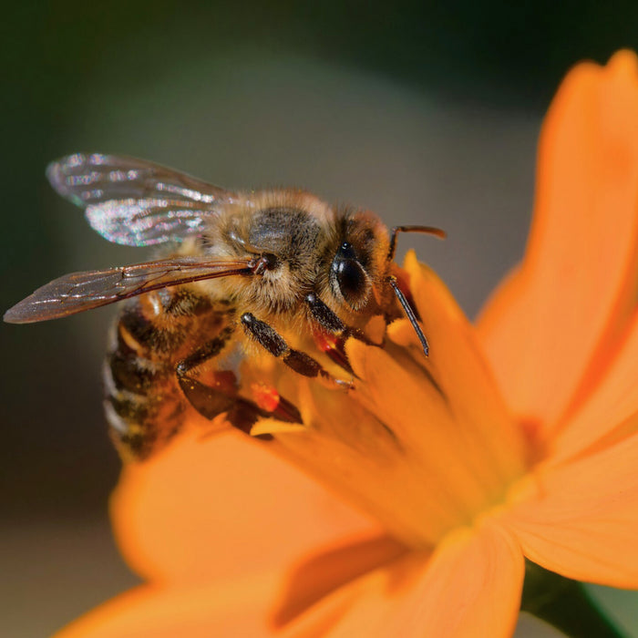 Wie Bienen Gerüche wahrnehmen