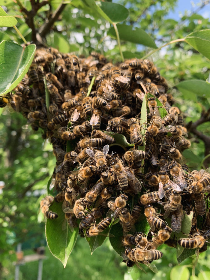 Den Bienen Wohnraum schenken. - Vom Reiter