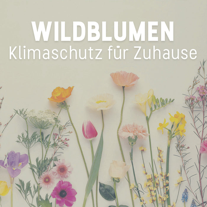 Wildblumen: Klimaschutz für Zuhause