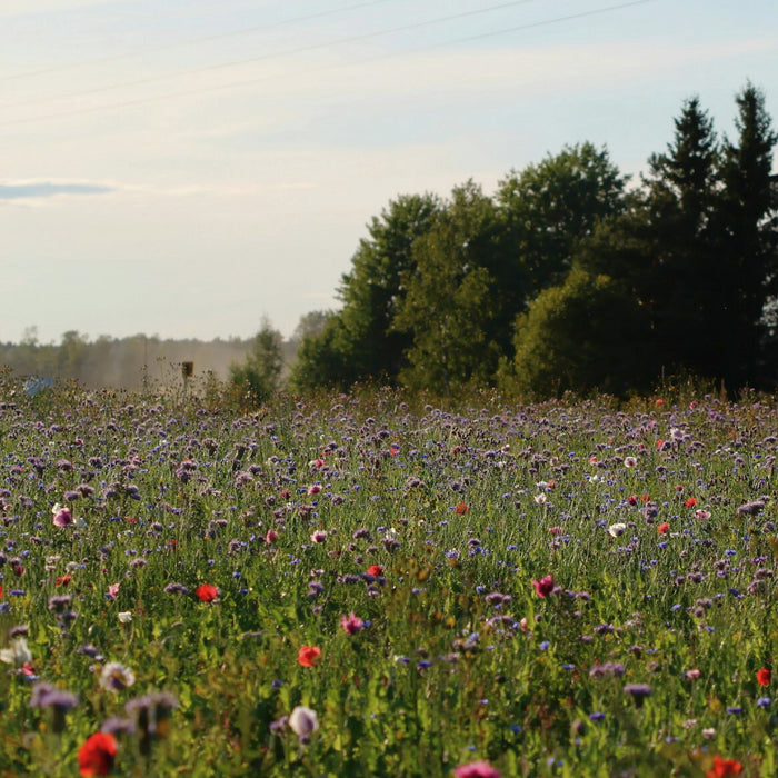 Biodiversitätsflächen für mehr Artenvielfalt