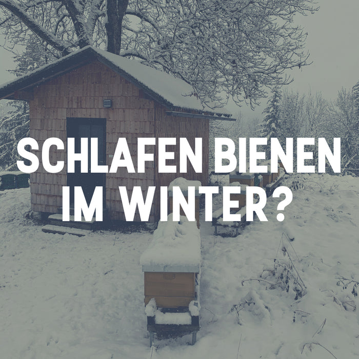 Schlafen Bienen im Winter?