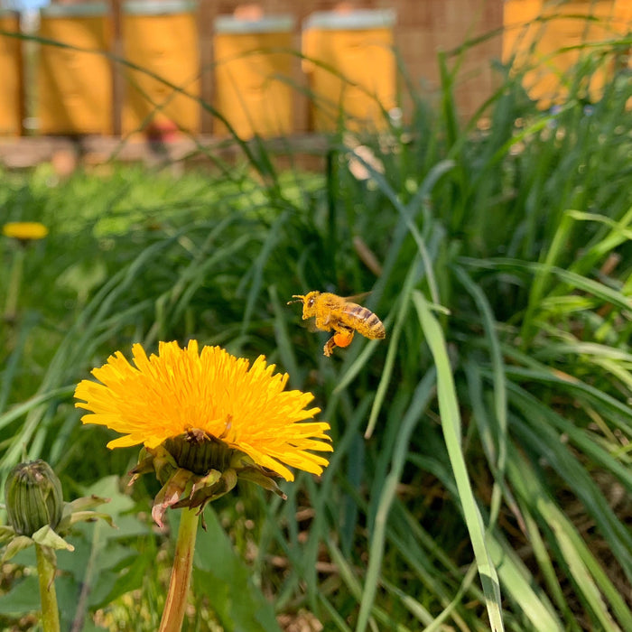 Bienen Pollen Imkerei Löwenzahn