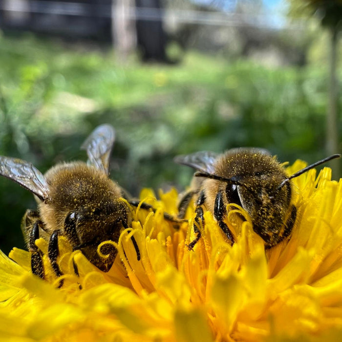 Die Bienenwanderbörse: Partnervermittlung für Bienen