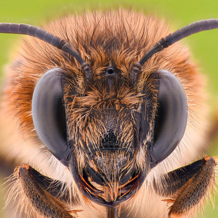 Wie Bienen die Welt sehen