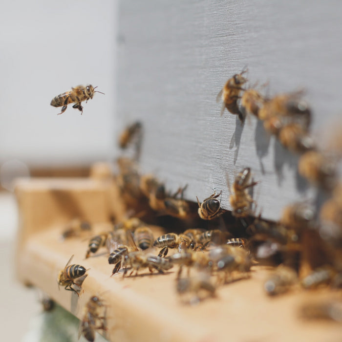 Wie sich der Klimawandel auf Bienen auswirkt