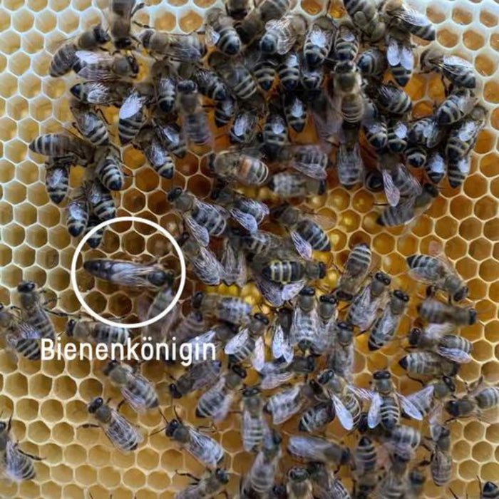 Das Leben einer Bienenkönigin