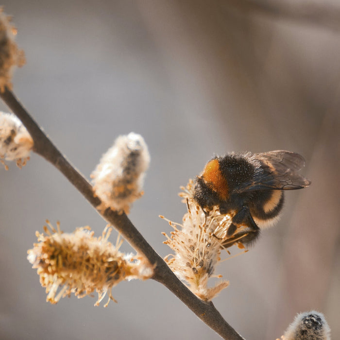 Hummeln, Mauerbienen & Co: Warum Wildbienen so wichtig sind