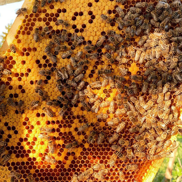 Die natürlichen Feinde der Bienen