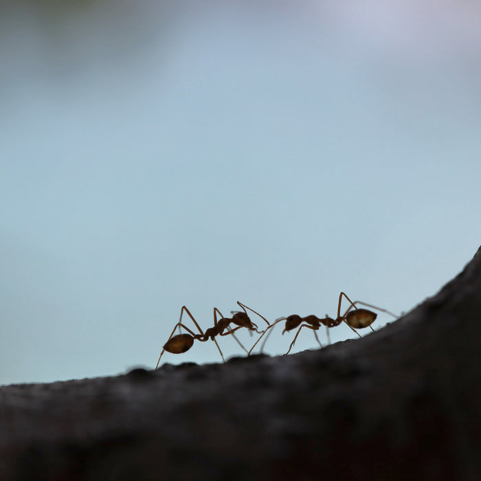 Das faszinierende Leben der Ameisen