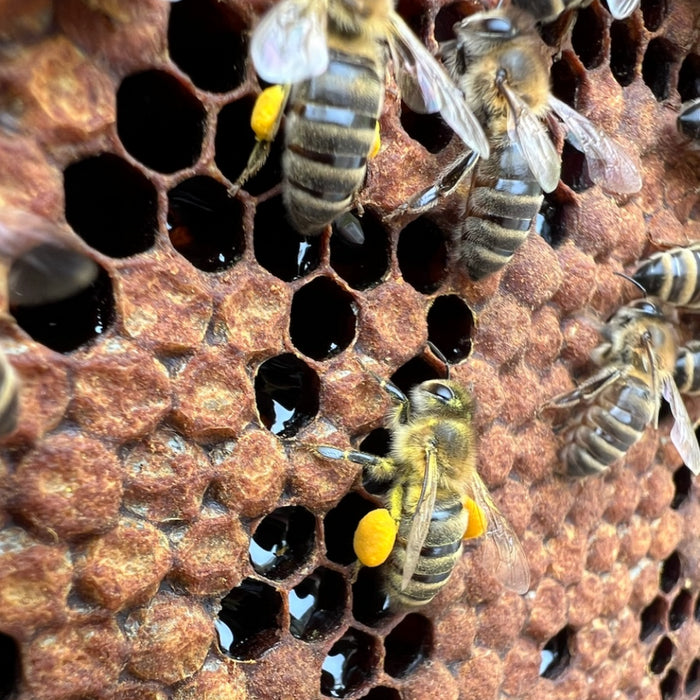 Wenn Winterbienen plötzlich ihren Job wechseln