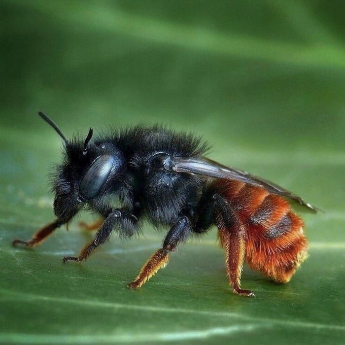 Wie die Wildbienen wohnen