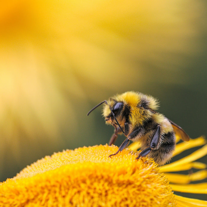 Warum Bienen für unser Leben unersetzlich sind