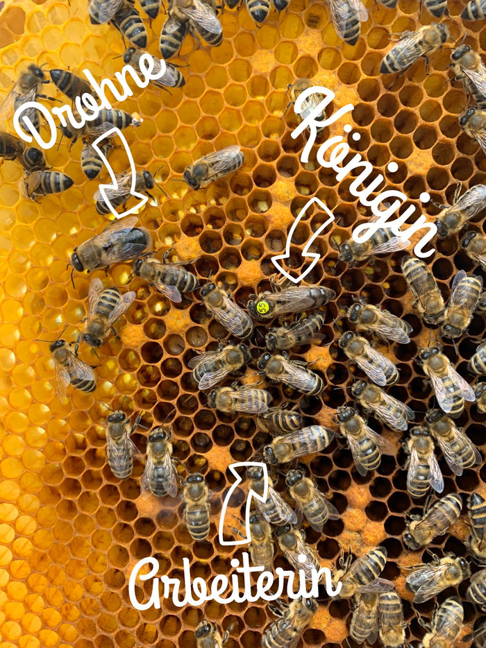 Die Bienentypen kurz erklärt. Königin, Drohnen und Arbeiterinnen. - Vom Reiter