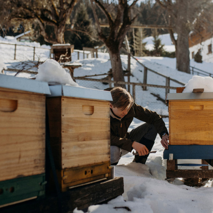 Ein Jahr im Bienenvolk: Eine Reise durch die Jahreszeiten