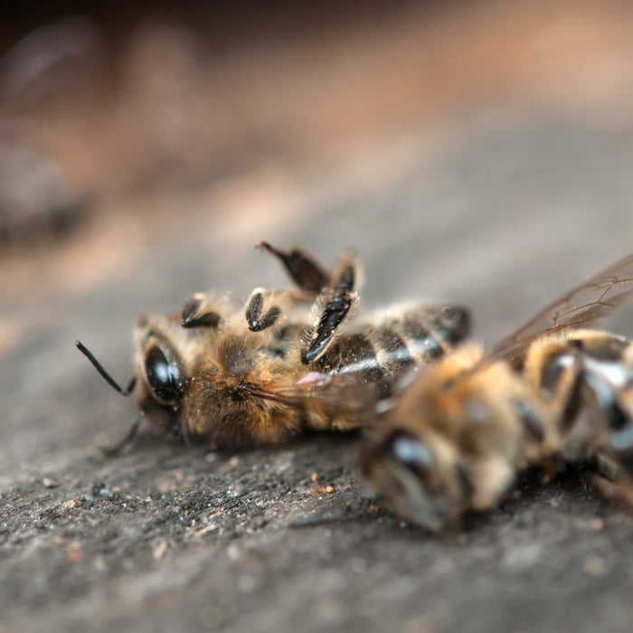 Wie eine Welt ohne Bienen aussieht