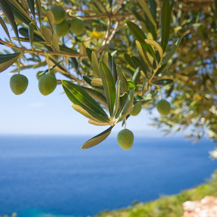 Warum wir Olivenöl aus Griechenland für die Naturkosmetik verwenden. - Vom Reiter