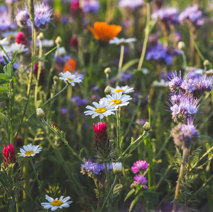 Wildblumenwiese Saatgut 100g Vom Reiter